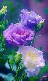 test 组合购买